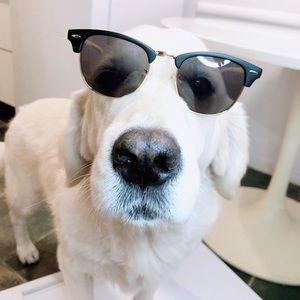 Too Kool for Skool Sunnies